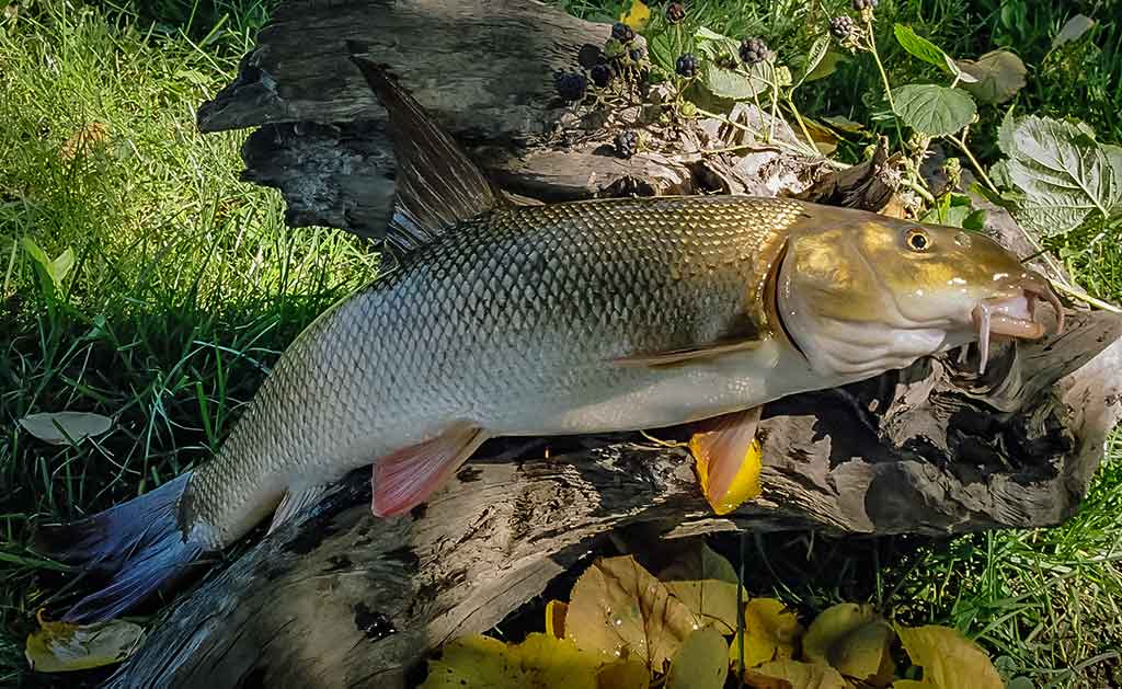 Kaip žvejodavo mūsų senoliai. Pirma dalis